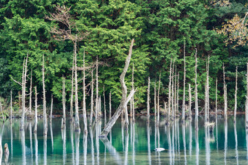 View for autumn pond, and trees stands in a water in Japan.