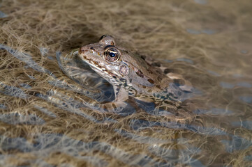 a large frog in water on a river