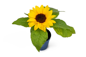 Single blooming 'Helianthus Annuus' Sunflower isolated on white background