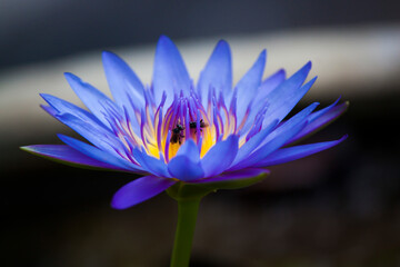 Blue Color Water Lily Closeup with Dark Background
