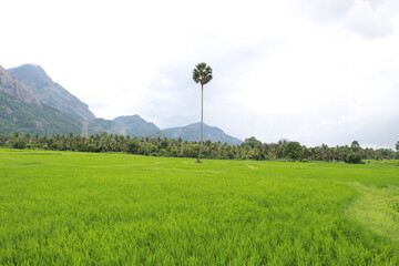 The greenish paddy field. The palm tree is surrounded by the paddy fields. The beauty of nature is reflected here. The mountain behind it makes the sight more beautiful. 