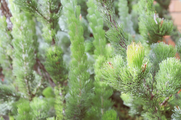close up of soft green needles of native plant