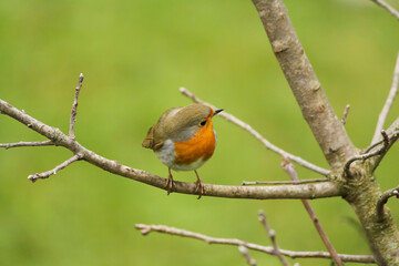 Robin (Erithacus rubecula)