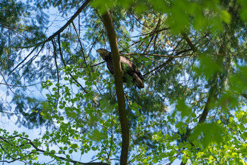 Bald eagle in foliage near Vancouver BC.