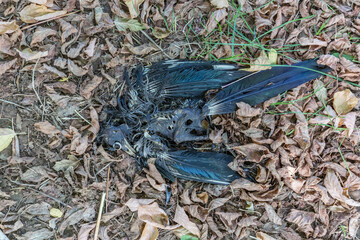 Dead rotting bird magpie among fallen leaves outdoors
