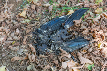 Dead rotting bird magpie among fallen leaves outdoors
