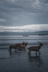 Deer on the beach
