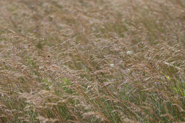 Field grass, background.