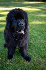 Young Newfoundland dog enjoying the grass and sun.