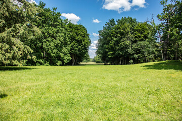 view of the clearing, trees in the background © marcinmaslowski