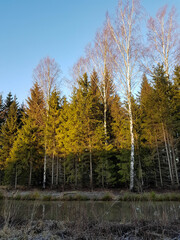 Trees in a park on a sunny January morning.