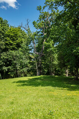 view of the clearing, trees in the background