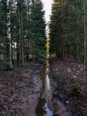 Narrow ditch between trees in an urban park.