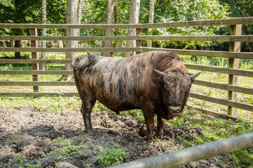 Zubron - hybrid of domestic cattle and european bison