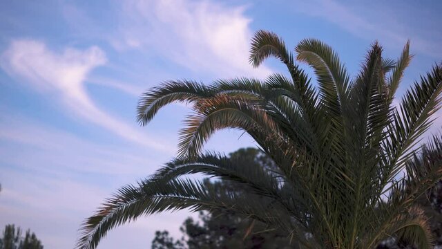 Palm Trees Branches Sway