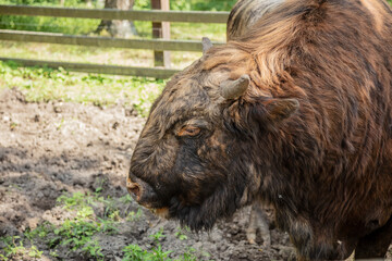 Zubron - hybrid of domestic cattle and european bison