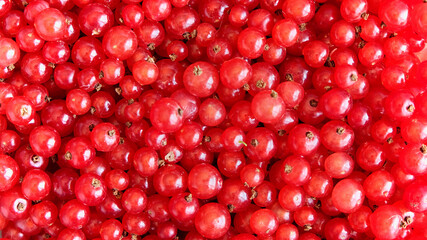 wet red currant on brown wooden table.