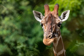 Gordijnen portrait of a giraffe © Ralph Lear
