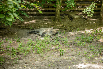 boar basking in the sun, Bialowieza National Park
