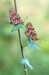 two Melitaea butterflies sit on a forest plant on a summer morning