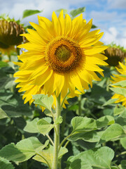 A sunflower with leaves is growing in the field
