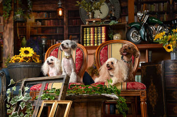 レトロ背景でおすましするトイプードル