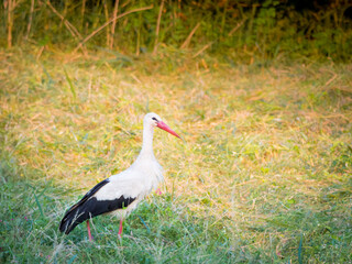 Stork in a meadow