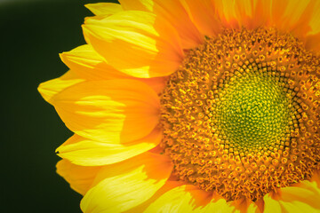 Naklejka premium Sunflower Blooms In The Morning