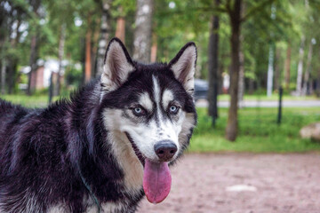 Black husky dog portrait with serious look. Beautiful Siberian husky black and white color with blue eyes. Adorable husky dog with cute nose & open mouth tongue out walking outdoor in summer park