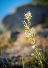 White flower in front of a boulder