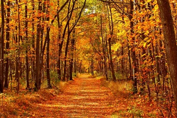 Foto op Plexiglas Bosweg Herfstboslandschap met weg van herfstbladeren en warm licht dat het gouden gebladerte verlicht. Voetpad in scène herfst bos natuur. Levendige oktoberdag in kleurrijk bos, esdoorn herfstbomen weg vallen weg