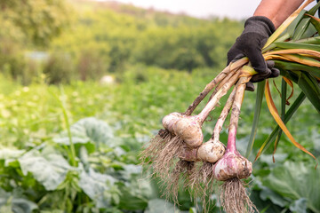 Harvesting. Gardener holding a bunch of fresh white and purple garlic from the garden