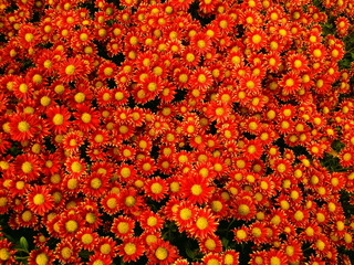 Red Chrysanthemums bunch in floral shop, seamless pattern flowers background. Bouquet of red-yellow...
