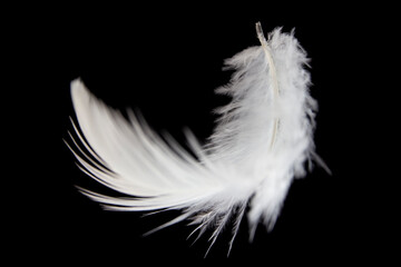 Light a white feather float on black background.