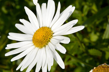 White camomile grows in a flower bed in the garden. Beautiful flower of love on a Sunny summer day close-up. Small-petalled daisies in August.