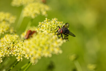 common fly sitting on a yellow flower