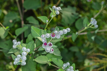 thistle, a beautiful green plant