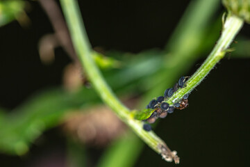 aphids on the green leg of the bush