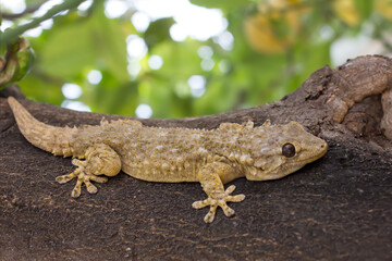 Lizard resting in the afternoon on a branch of a tree.