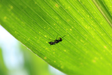 Corn leaf and the ant closeup with green nature. Organic landscape outdoor in summer and blur background.