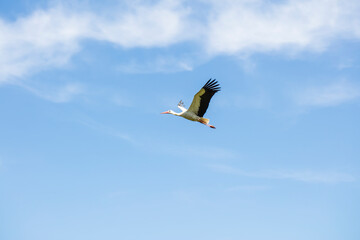 beautiful stork in flight against the background of blue sky