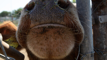 Close-up of a cow nose and mouth