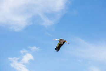 beautiful stork in flight against the background of blue sky