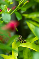 butterfly sitting in green leaves