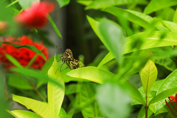 butterfly sitting in green leaves
