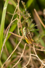 beautiful large grasshopper sits on a blade of grass
