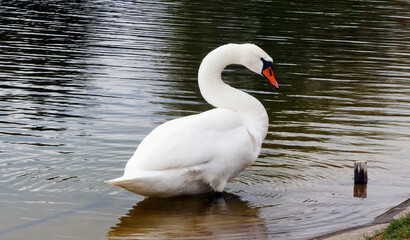 Naklejka premium a white swan stopped in a pond by the shore