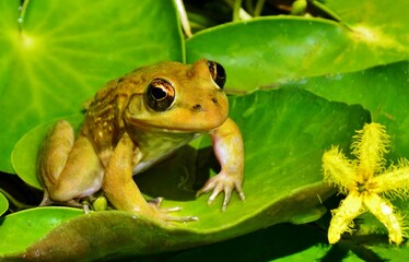 Close up of a little frog on a water lily leaf