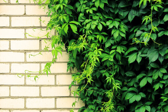 green liana on the brick textured white wall background nature in the city © Мария Запеченко