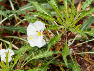 Oenothera caespitosa ou Onagre touffue à pétales blanc crème parfumé d'un jour entourés d'un...